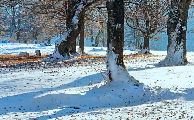 Forêt de hêtres de montagne d'octobre avec la première neige d'hiver et les dernières feuilles d'automne