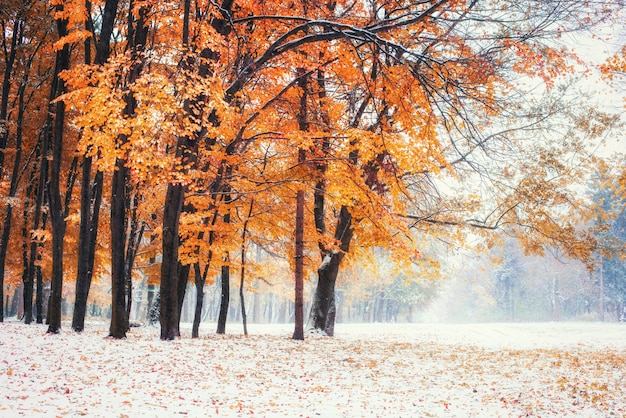 Forêt de hêtres de montagne d'octobre avec première neige d'hiver.