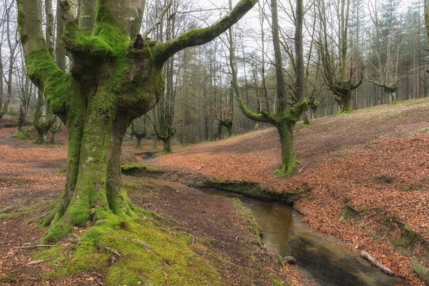 Forêt de hêtres d'Otzarreta. Parc Naturel Gorbea. Espagne.