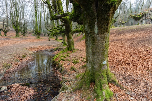 Forêt de hêtres d'Otzarreta. Parc Naturel de Gorbea.