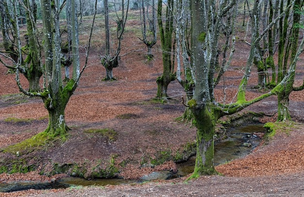 Forêt de hêtres d'Otzarreta. Parc Naturel de Gorbea.