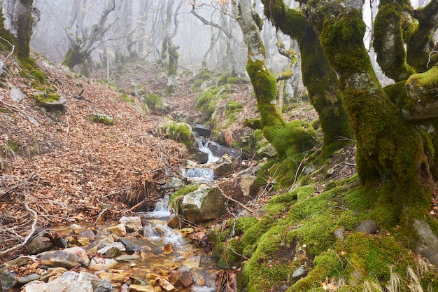 Forêt de hêtres de La Pedrosa dans le parc national de Guadarrama