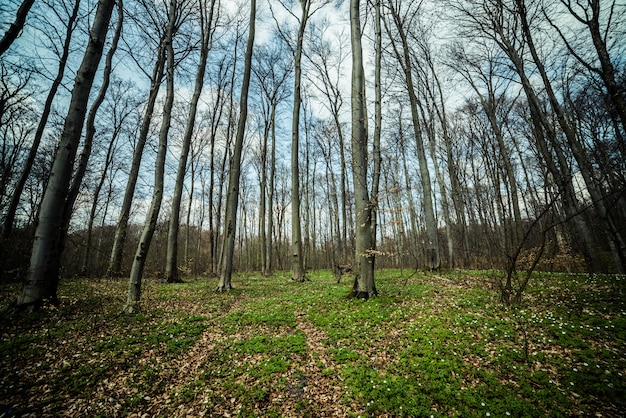 Forêt de hêtres de printemps