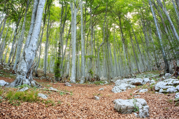 Photo forêt de hêtres en slovénie