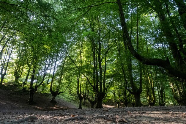 Forêt de hêtres solitaire dans le nord de l'Espagne