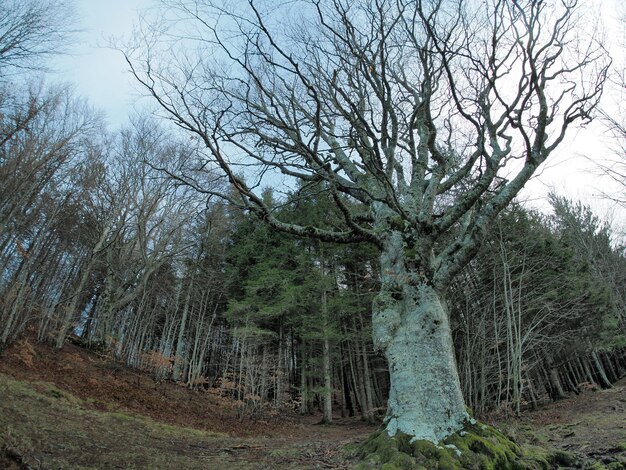 Photo forêt de hêtres avec un très vieil arbre dans le lac calamone ventasso italie