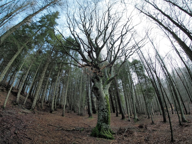 Forêt de hêtres avec un très vieil arbre dans le lac Calamone Ventasso Italie