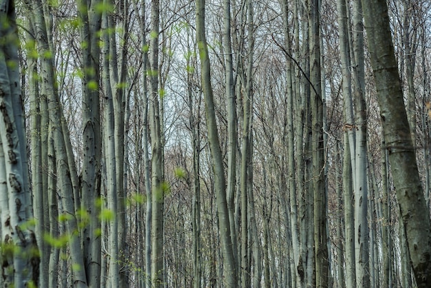 Forêt de hêtres