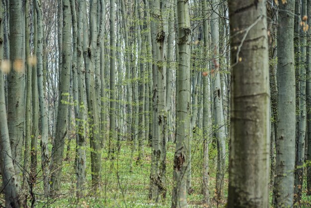 Forêt de hêtres