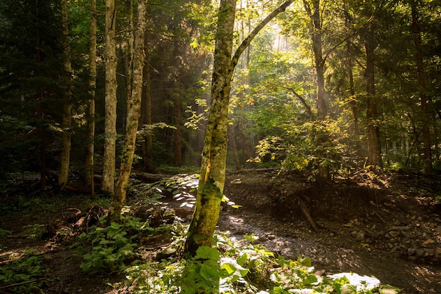 Forêt de hêtres