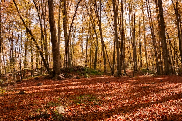 Forêt de hêtres