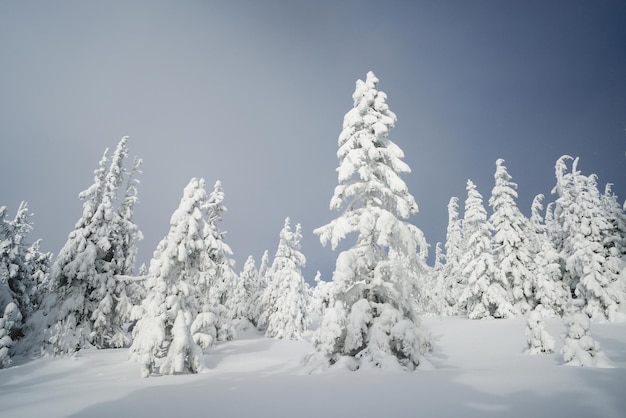 Forêt d'hiver après une chute de neige