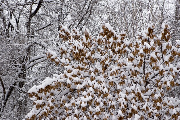 Forêt d'hiver après les chutes de neige.