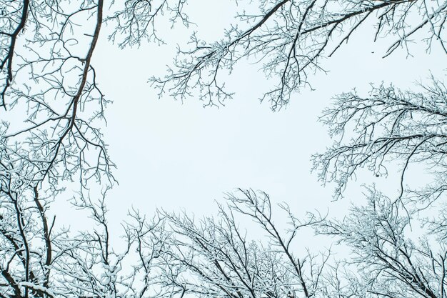 Forêt d'hiver avec des arbres couverts de neige. Espace de copie.