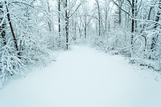 Forêt d'hiver avec des arbres couverts de neige. Route enneigée. Concept de voyage d'hiver. Espace de copie.