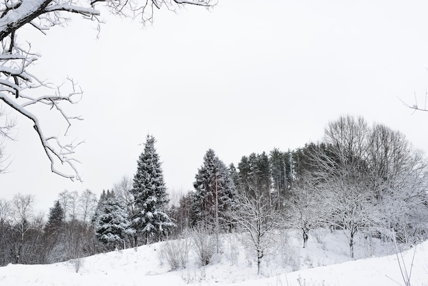 Forêt d'hiver. Arbres couverts de neige. Temps nuageux.