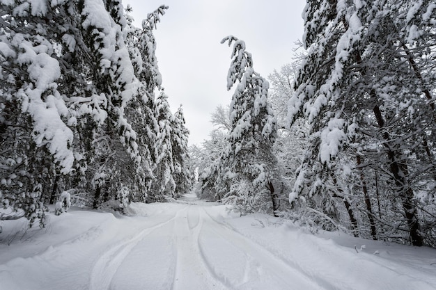 Forêt d'hiver, arbres dans la neige, belle vue enneigée