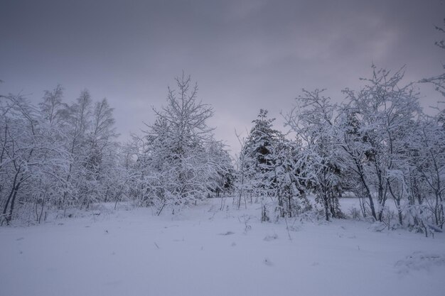 Forêt d'hiver, arbres dans la neige, photos nature, matin glacial