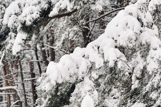Forêt d'hiver avec des arbres enneigés en hiver.Beaucoup de neige sur les arbres de Noël