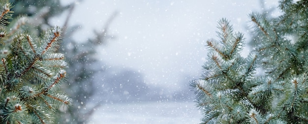 Forêt d'hiver avec des arbres enneigés lors d'une chute de neige