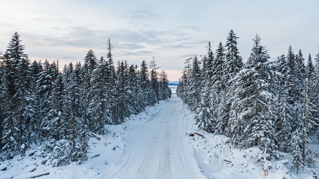 Forêt D'hiver Avec Des Arbres Enneigés. Paysage De Nature D'hiver Avec Des Arbres Couverts De Neige Blanche.