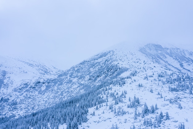 Forêt d'hiver avec des arbres givrés, vue aérienne / vue aérienne par drone des bois enneigés /