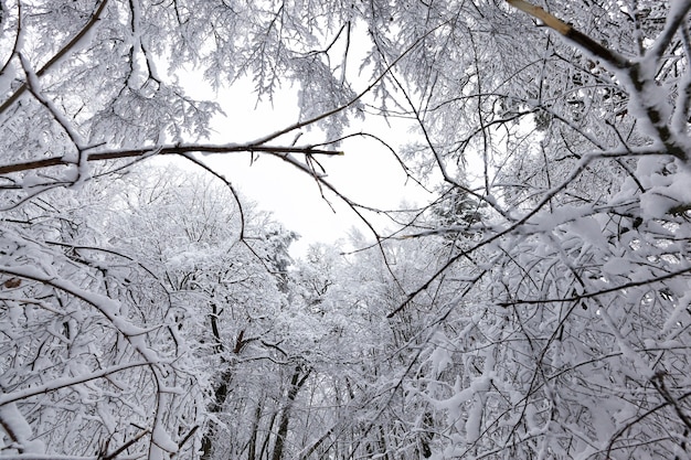 Forêt d'hiver avec des arbres sans feuillage