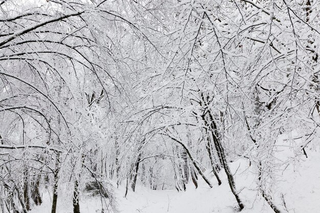 Forêt d'hiver avec des arbres sans feuillage