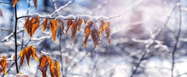 Forêt d'hiver avec branche d'arbre couverte de neige avec des feuilles sèches par temps ensoleillé