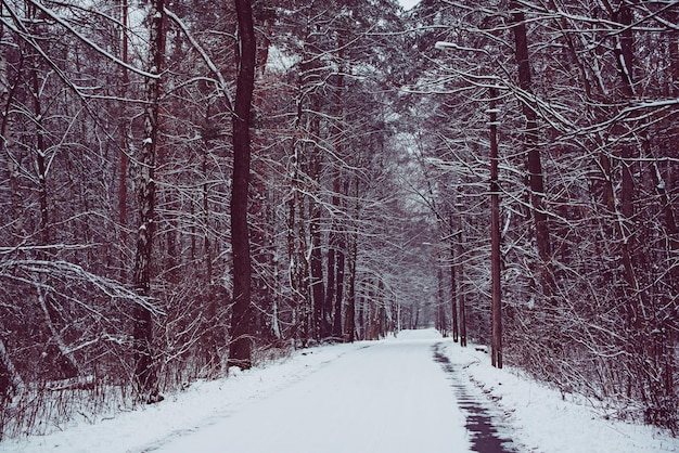 Forêt d'hiver avec chemin