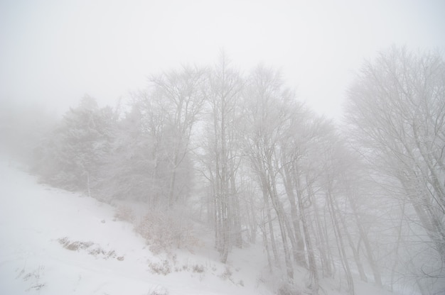 Forêt d'hiver couverte de neige. Temps brumeux. Mauvaise visibilité.