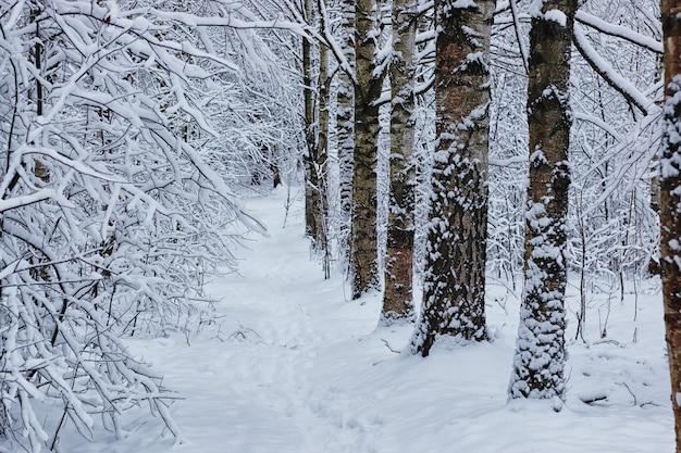 Forêt d'hiver couverte de neige