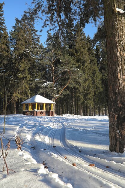 Forêt d'hiver couverte de paysage givré de neige