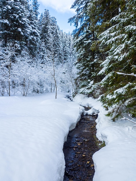 Forêt d'hiver dans les Carpates