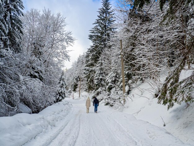 Forêt d'hiver dans les Carpates