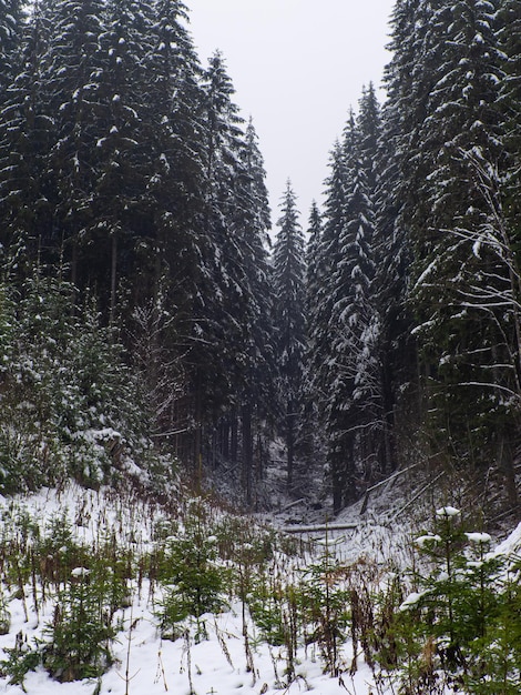 Forêt d'hiver dans les Carpates