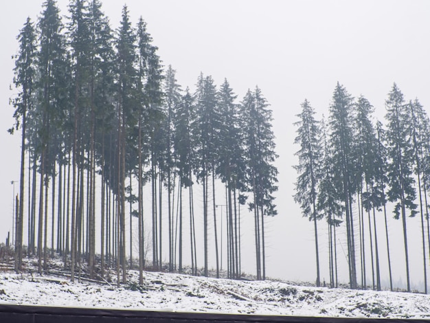 Forêt d'hiver dans les Carpates