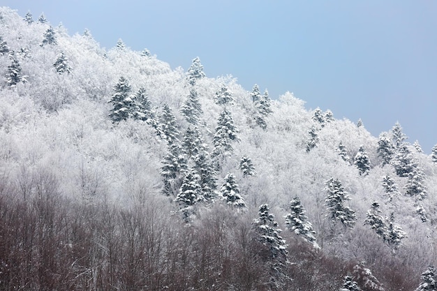 Forêt d'hiver dans la neige sur la montagne Ukraine Carpates Transcarpathie