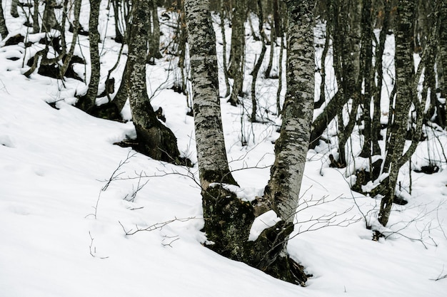 Forêt d'hiver dans la neige