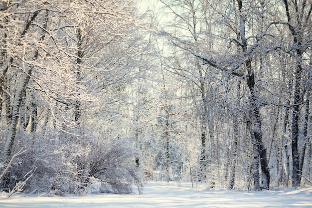 Forêt d'hiver dans un rayon de soleil