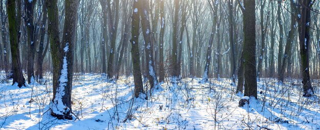 Forêt d'hiver enneigée avec arbres nus par temps ensoleillé, panorama