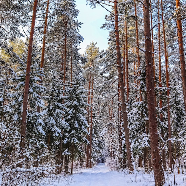 Forêt d'hiver enneigée dans une journée ensoleillée arbres enneigés sur fond de ciel bleu