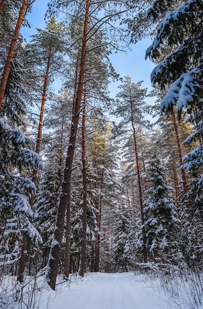 Forêt d'hiver enneigée dans une journée ensoleillée chemin de neige blanche arbres enneigés sur fond de ciel bleu