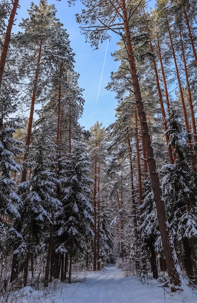 Forêt d'hiver enneigée dans une journée ensoleillée sur fond de ciel bleu avec ligne de jets Chemin de neige blanche