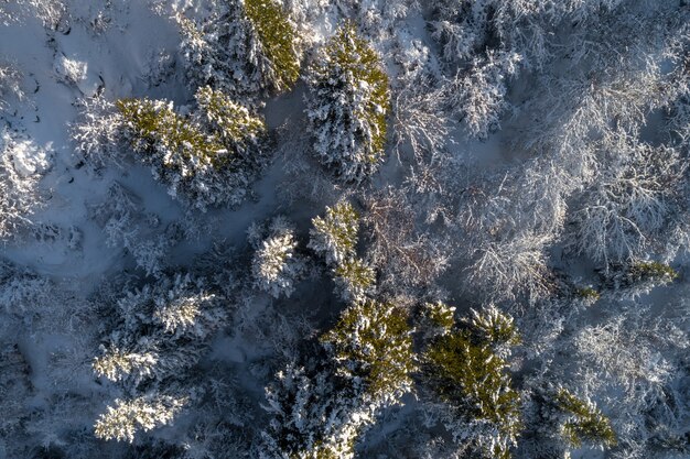 Forêt d'hiver enneigée avec vue plongeante