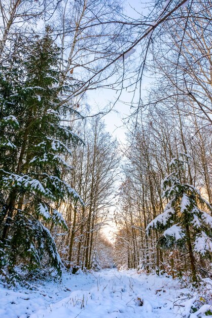 forêt d'hiver ensoleillée