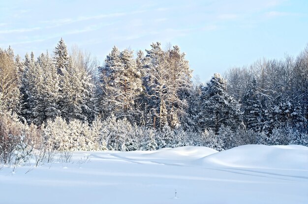 Forêt d'hiver d'épinettes, de bouleaux et de pins avec des branches enneigées, route étroite sur fond de neige blanche et de ciel bleu