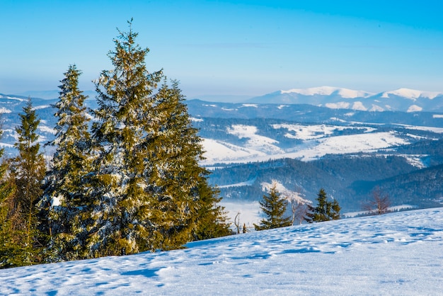 Forêt d'hiver d'épinettes avec vue sur les montagnes