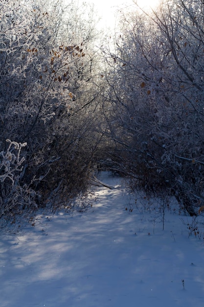 La forêt d'hiver est une nature intacte dans sa splendeur Forêt blanche