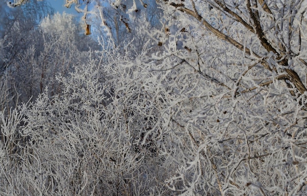 La forêt d'hiver est une nature intacte dans sa splendeur Forêt blanche